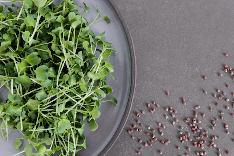 Vorteilsmenge: BIO Sprossen / Microgreens Rettich Daikon