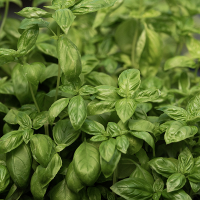 Bio-Basilikum „Genoveser“