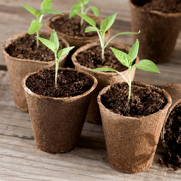 Anzuchttöpfchen mit Erde und ersten kleinen Pflänzchen