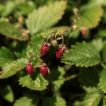 BIO Fleischtomate Bernstein Baron