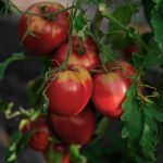 Bio-Tomate „Goldita“