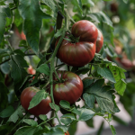 Bio-Tomate „Goldita“