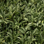 Bio-Basilikum „Genoveser“