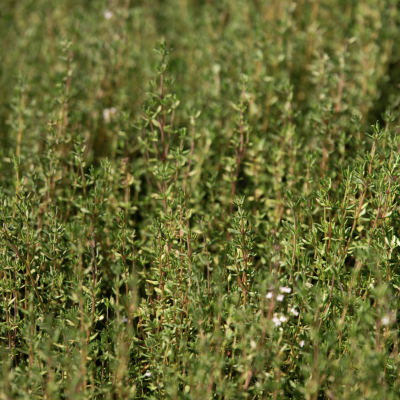 Bio-Thymian Deutscher Winter