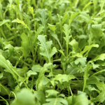 Bio-Mangold “Tre Colori”