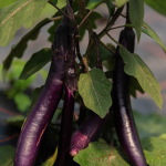 Bio-Rucola „Wilde Rauke“