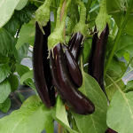 Bio-Cocktailtomate Cerise Noire