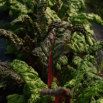 Bio-Rucola „Wilde Rauke“