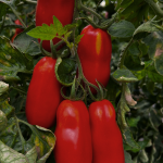 Bio-Salattomate „Kremser Perle“