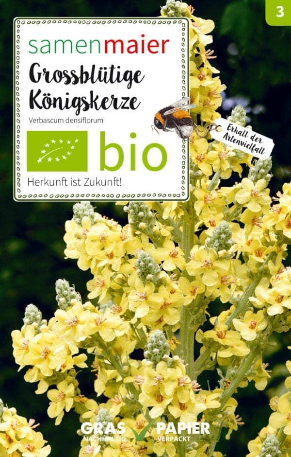 BIO Wildblumen - Großblütige Königskerze