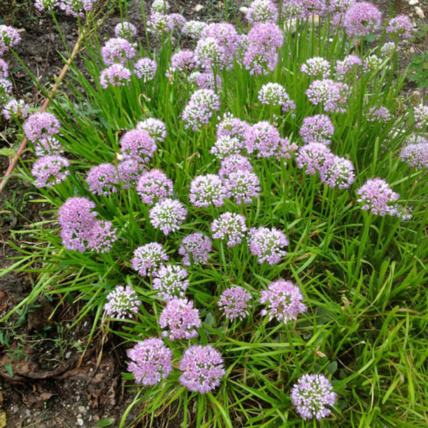 BIO Berg Lauch (REWISA) - Allium lusitanicum