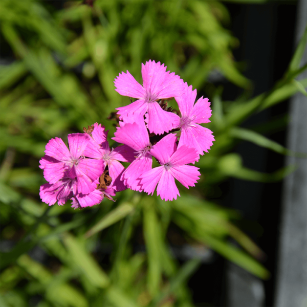 BIO Eigentliche Kartäuser Nelke (REWISA) - Dianthus carthusianorum