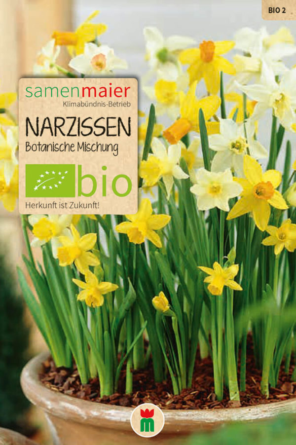 400pcs Charm Narzissen Samen Frühlingsblume Doppel Narcissus Bulbs Samen 