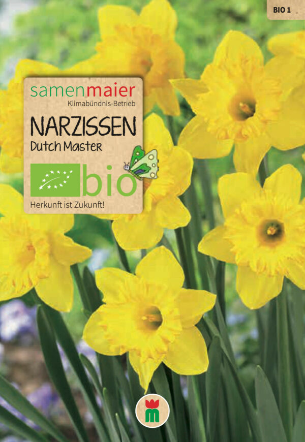 Organic Narcissus - Dutch Master