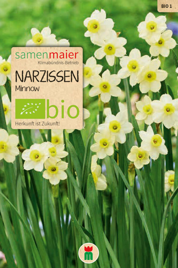 Organic Narcissus - Minnow