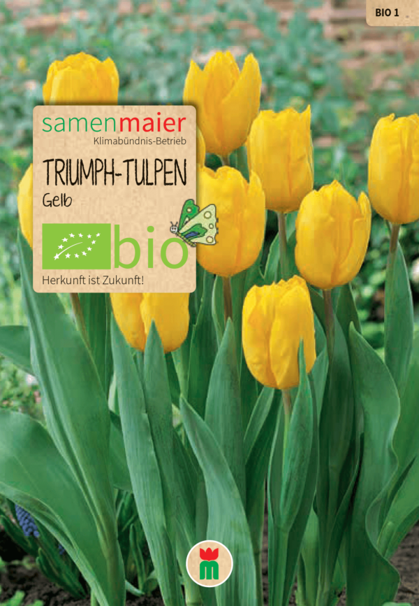 Organic Triumph Tulips - Strong Gold