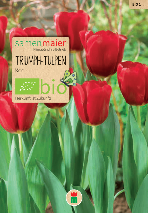 BIO tulipan Seadov