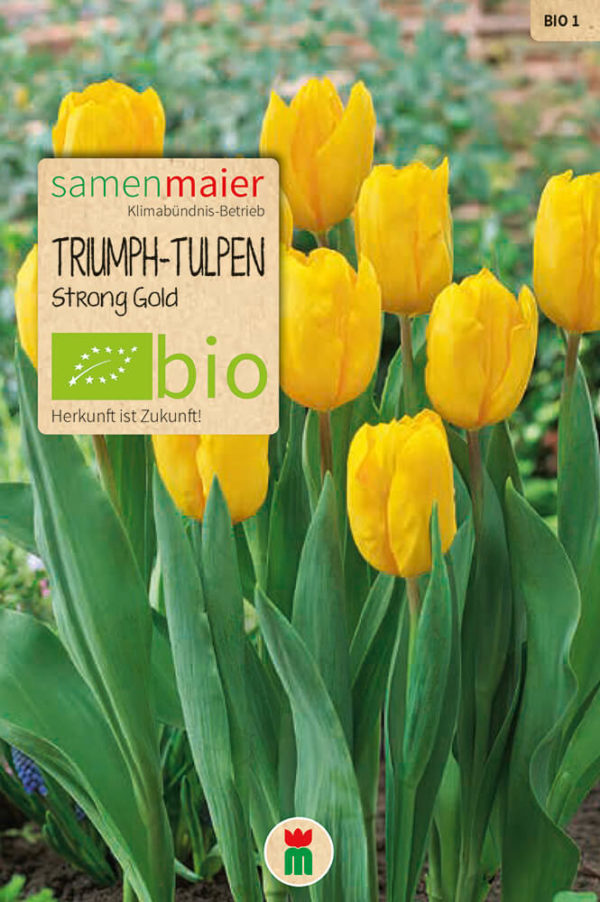 BIO Triumph-Tulpen Strong Gold