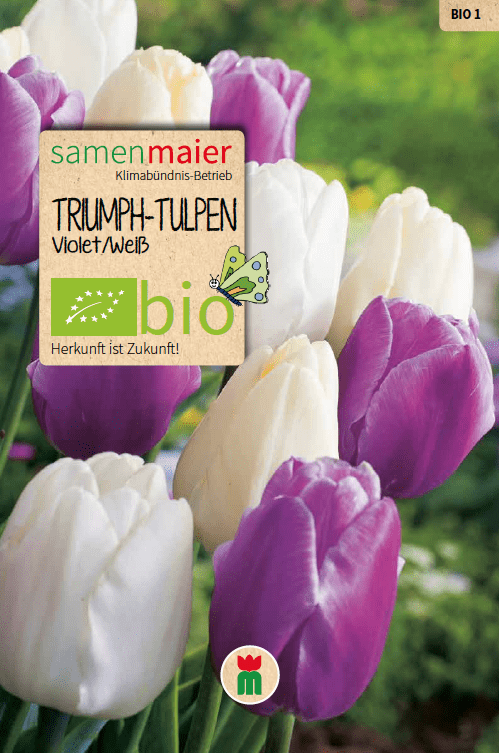 BIO Triumph-Tulpen violett/weiß