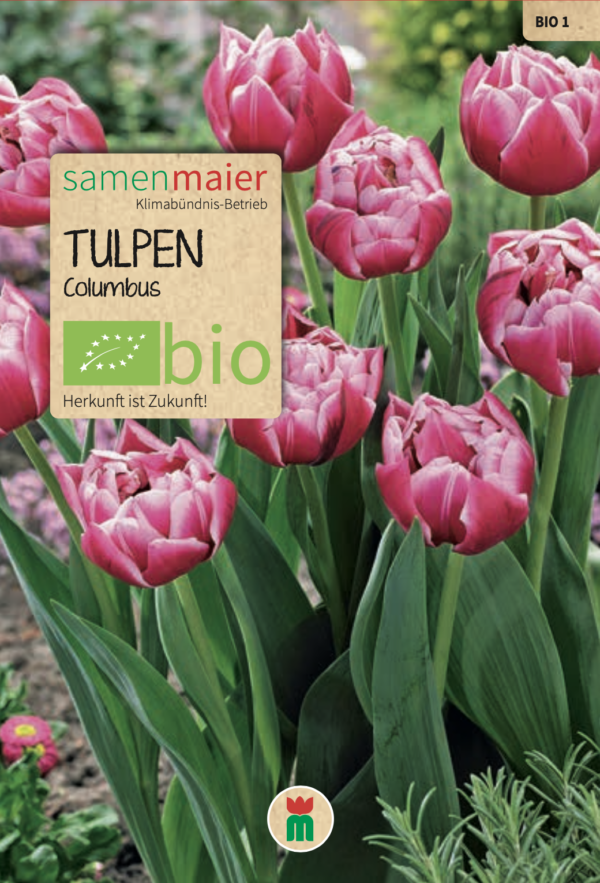 BIO tulipan Columbus