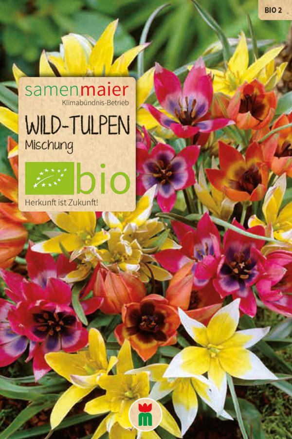 ekološki divji tulipan -mešanica